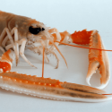 Langoustines cuites 16/20