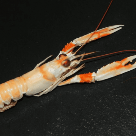 Langoustines Cuites 30 40 Poissonnerie Paon