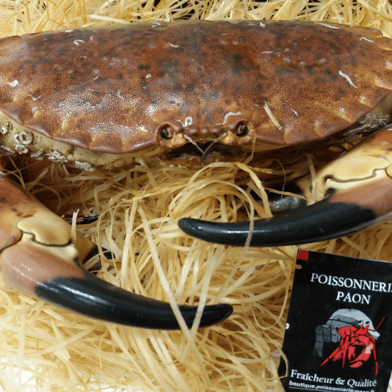 Crabe Tourteau Vivant Poissonnerie Paon Livraison A Domicile