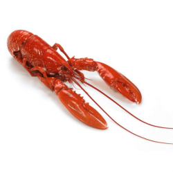 Homard Européen cuit