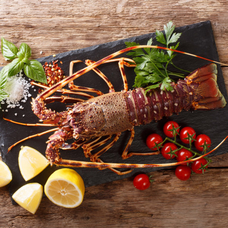 Langouste-vivante