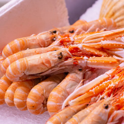 Langoustines cuites 16/20